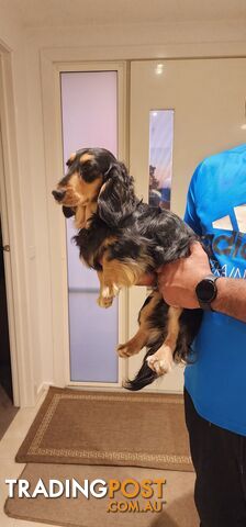 Longhaired mini dachshund for Sale