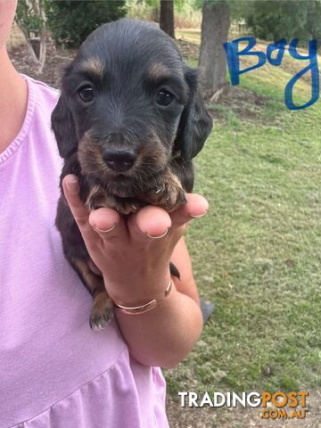 Miniature dachshund