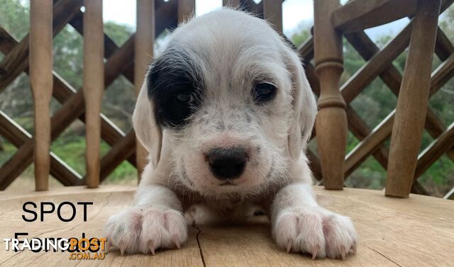 English Setter X (English Setter x Standard Schnauzer)