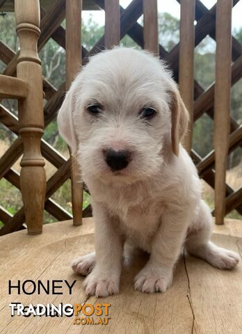 English Setter X (English Setter x Standard Schnauzer)