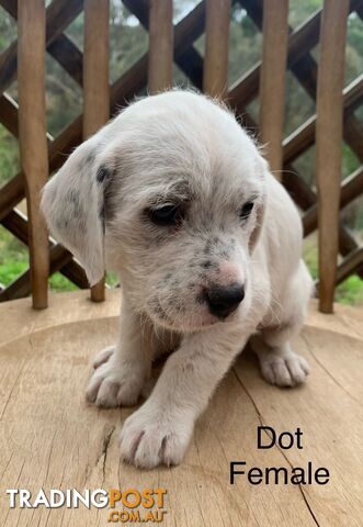 English Setter X (English Setter x Standard Schnauzer)