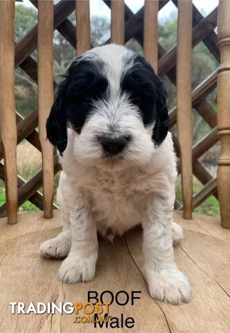 English Setter X (English Setter x Standard Schnauzer)