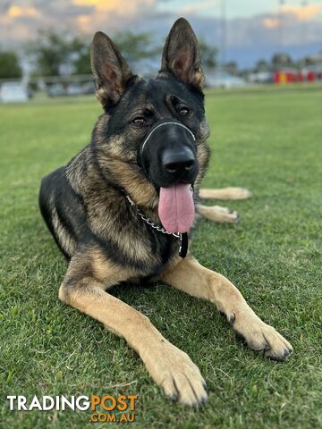 German Shepherd Purebred