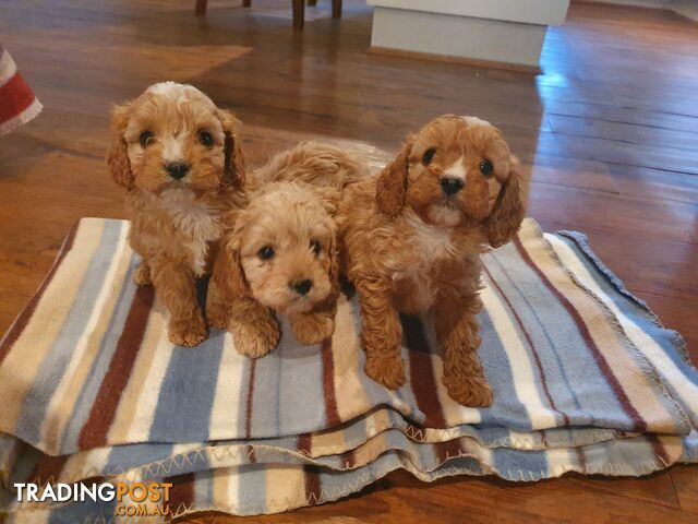 First Generation Cavoodle Puppies