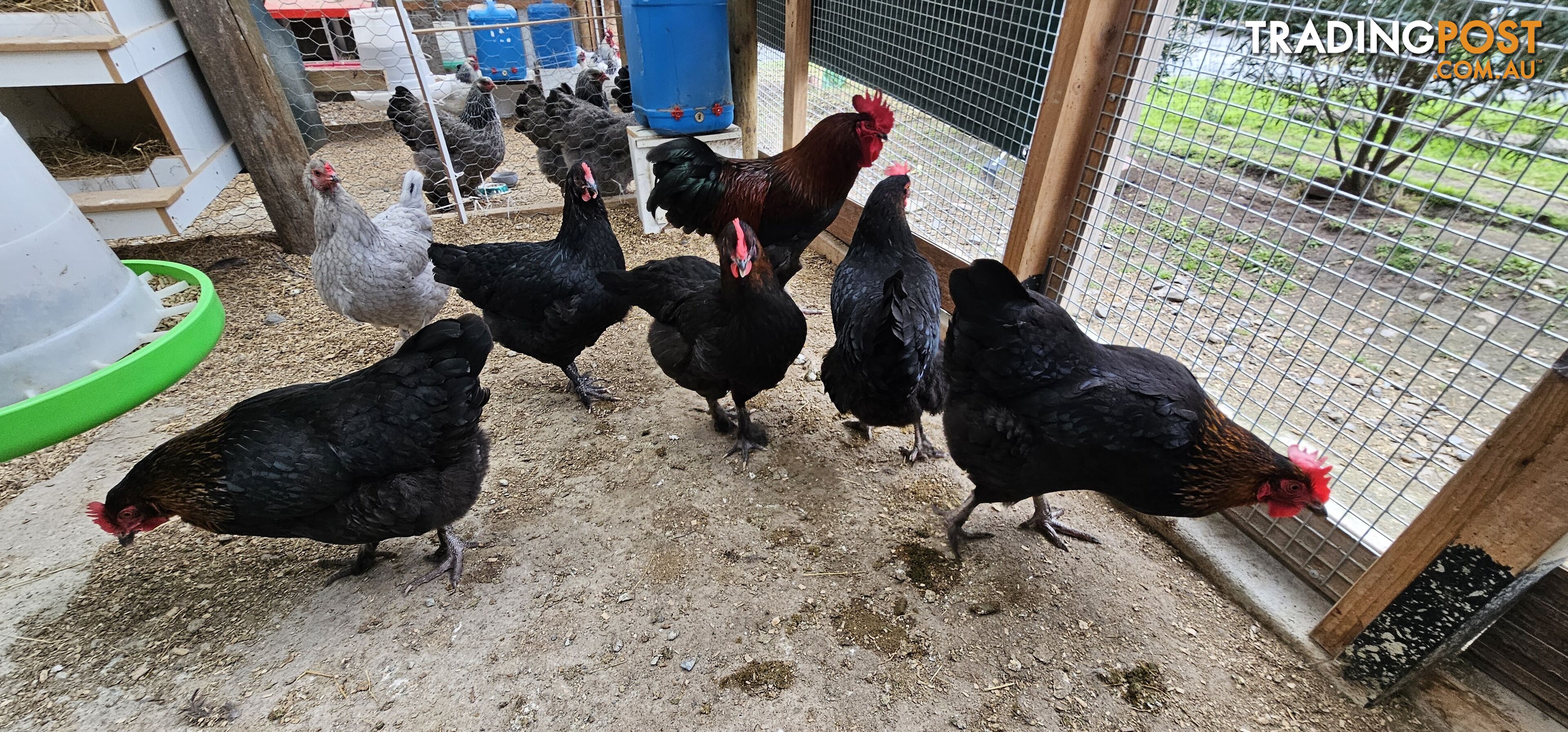 Dark Brahma and Cream Leg Bar female chicks