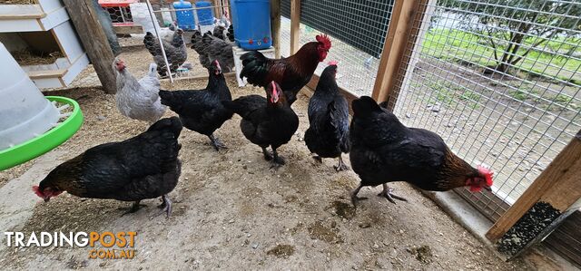 Dark Brahma and Cream Leg Bar female chicks