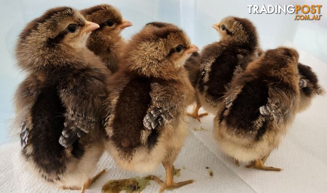 Dark Brahma and Cream Leg Bar female chicks