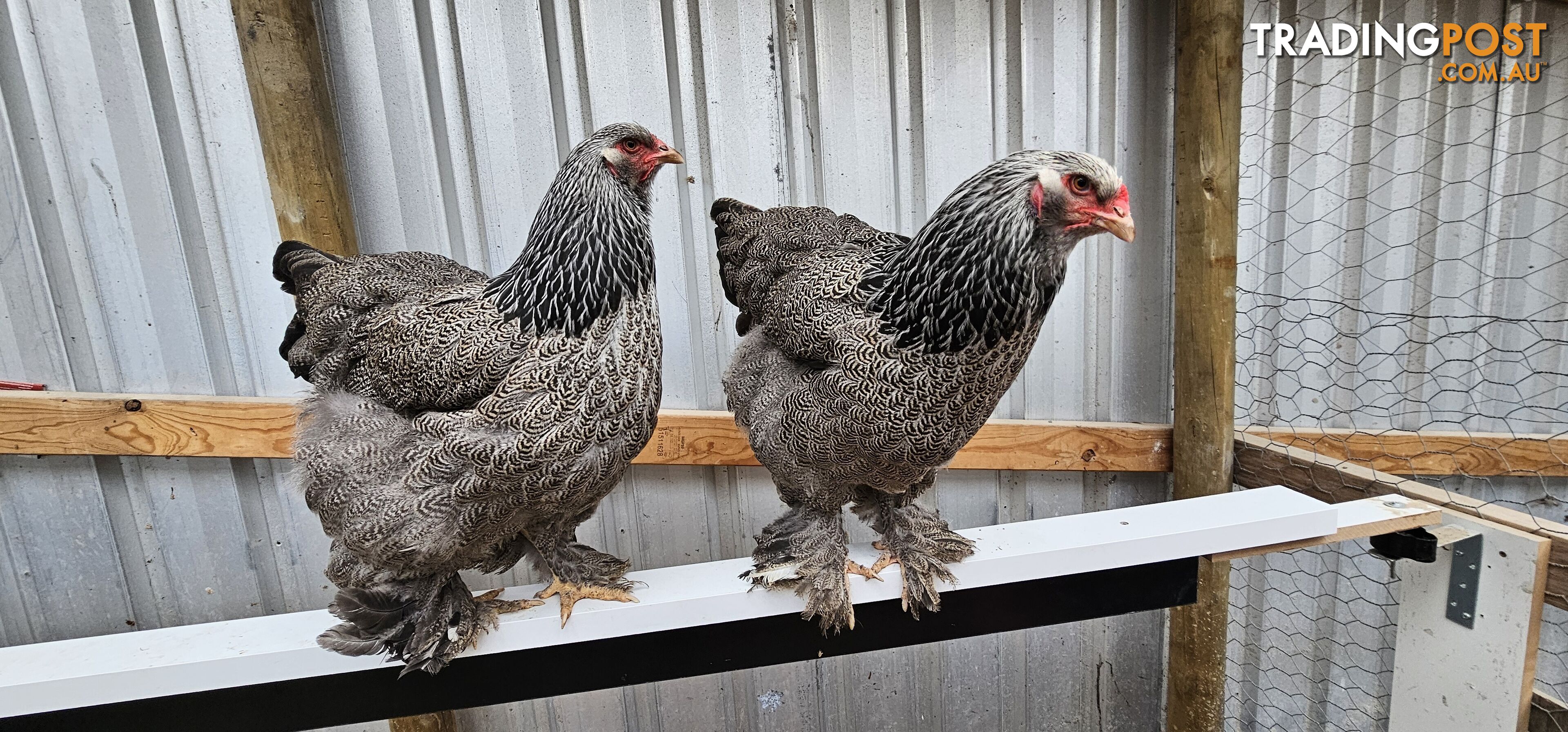 Dark Brahma and Cream Leg Bar female chicks