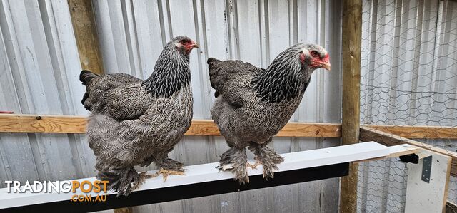 Dark Brahma and Cream Leg Bar female chicks