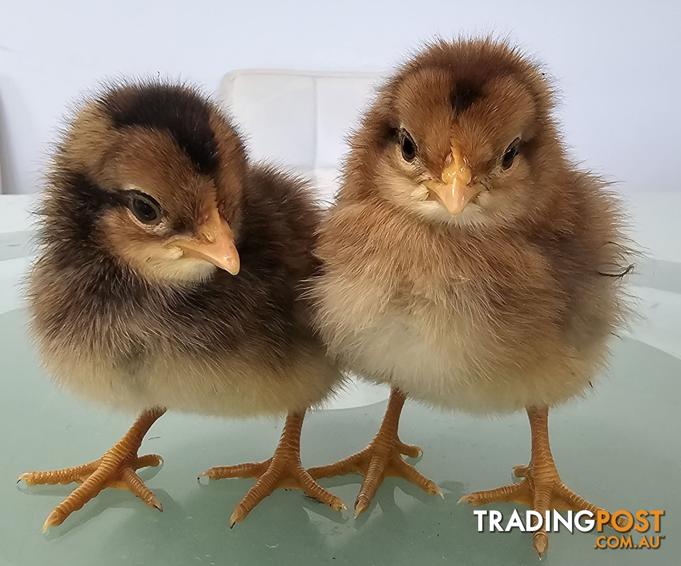 Dark Brahma and Cream Leg Bar female chicks