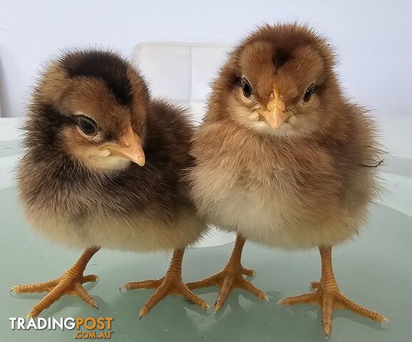 Dark Brahma and Cream Leg Bar female chicks