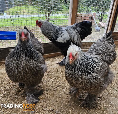 Dark Brahma and Cream Leg Bar female chicks