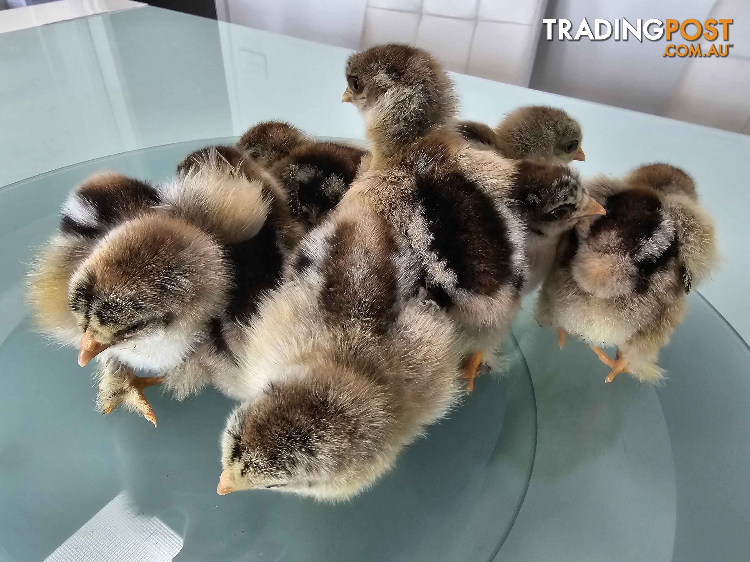 Dark Brahma and Cream Leg Bar female chicks