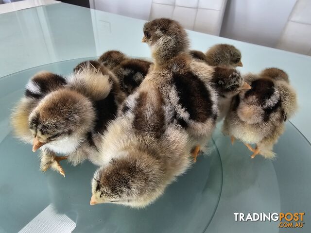 Dark Brahma and Cream Leg Bar female chicks