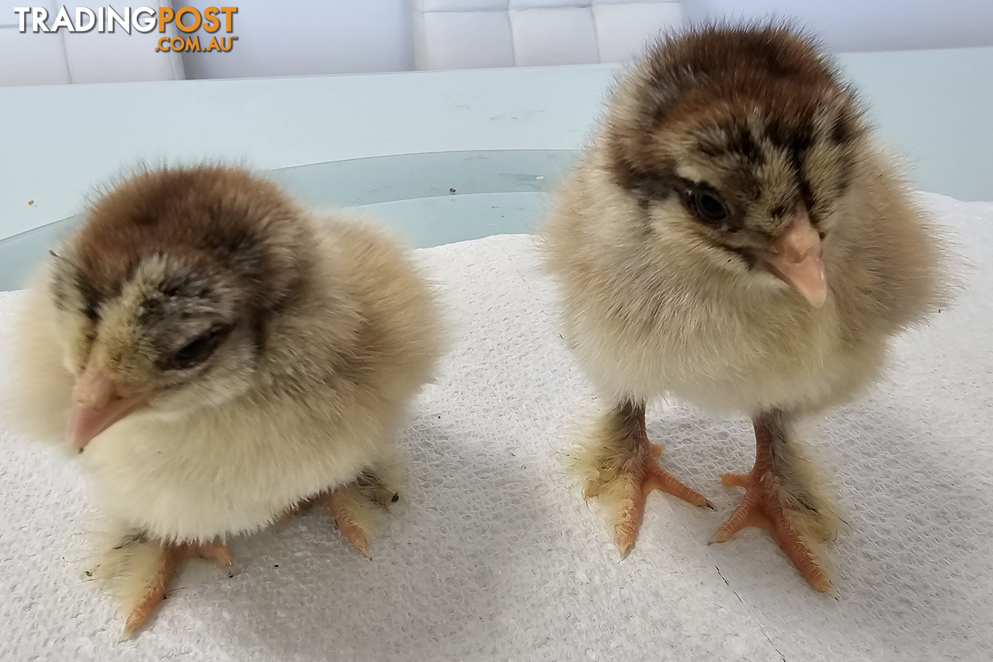 Dark Brahma and Cream Leg Bar female chicks