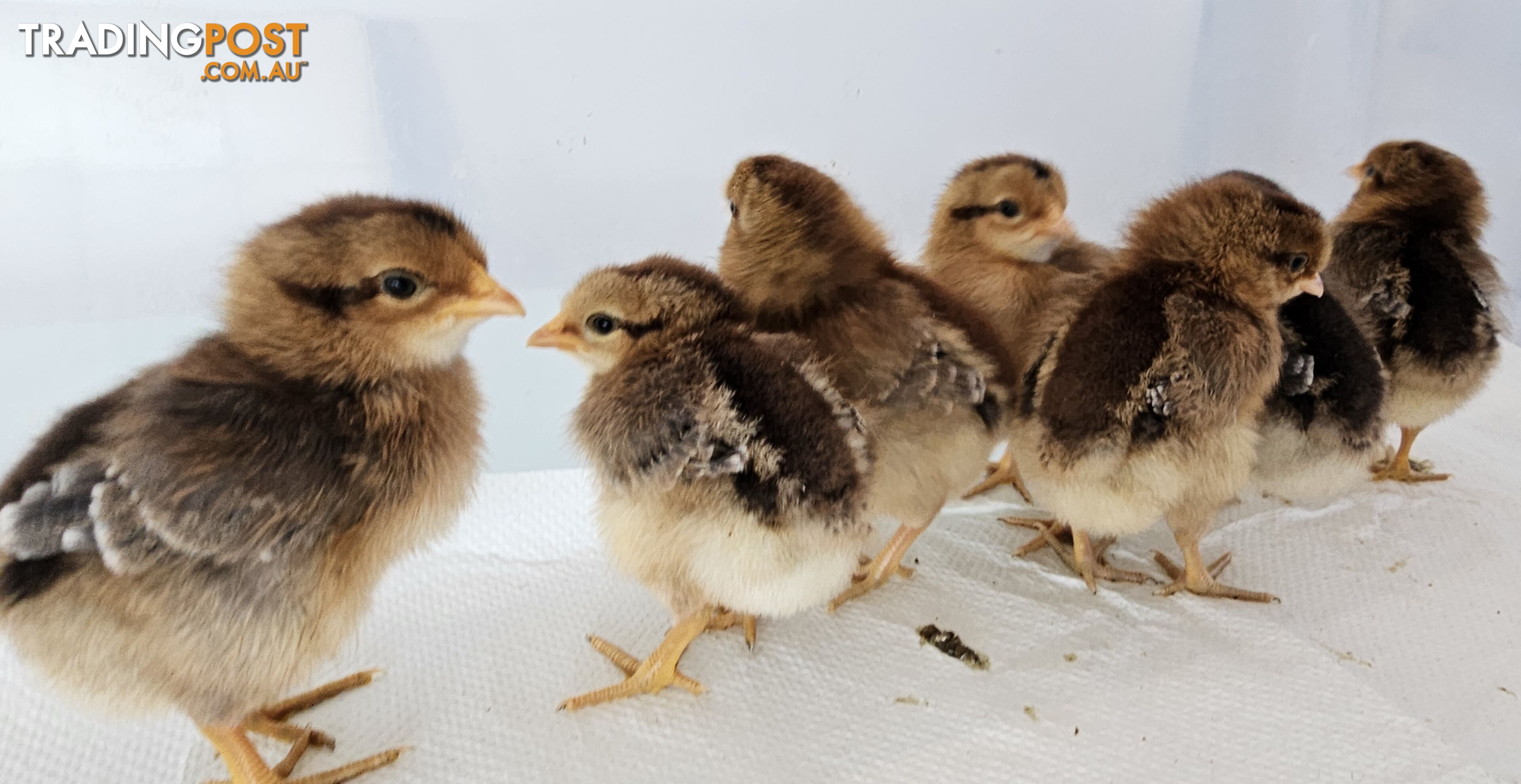 Dark Brahma and Cream Leg Bar female chicks