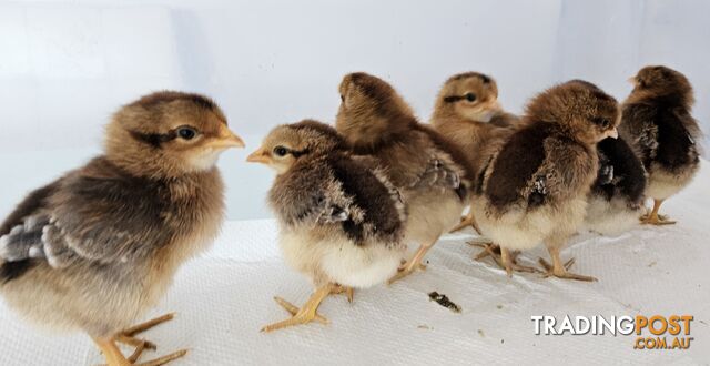 Dark Brahma and Cream Leg Bar female chicks