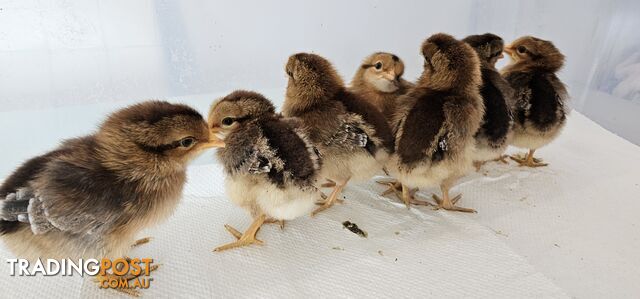 Dark Brahma and Cream Leg Bar female chicks