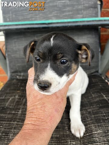 Jack Russell x Mini Foxie