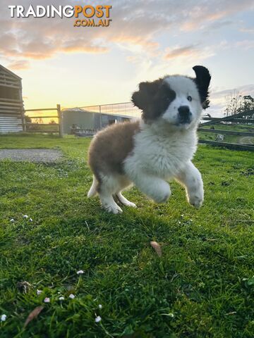 Saint Bernard Puppy