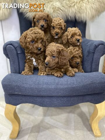 Toy Cavoodle Puppies DNA Clear,  microchipped, vaccinated, wormed.