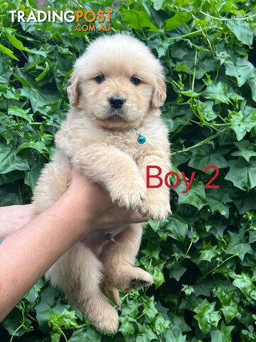 Purebred Golden Retriever puppies looking for forever home