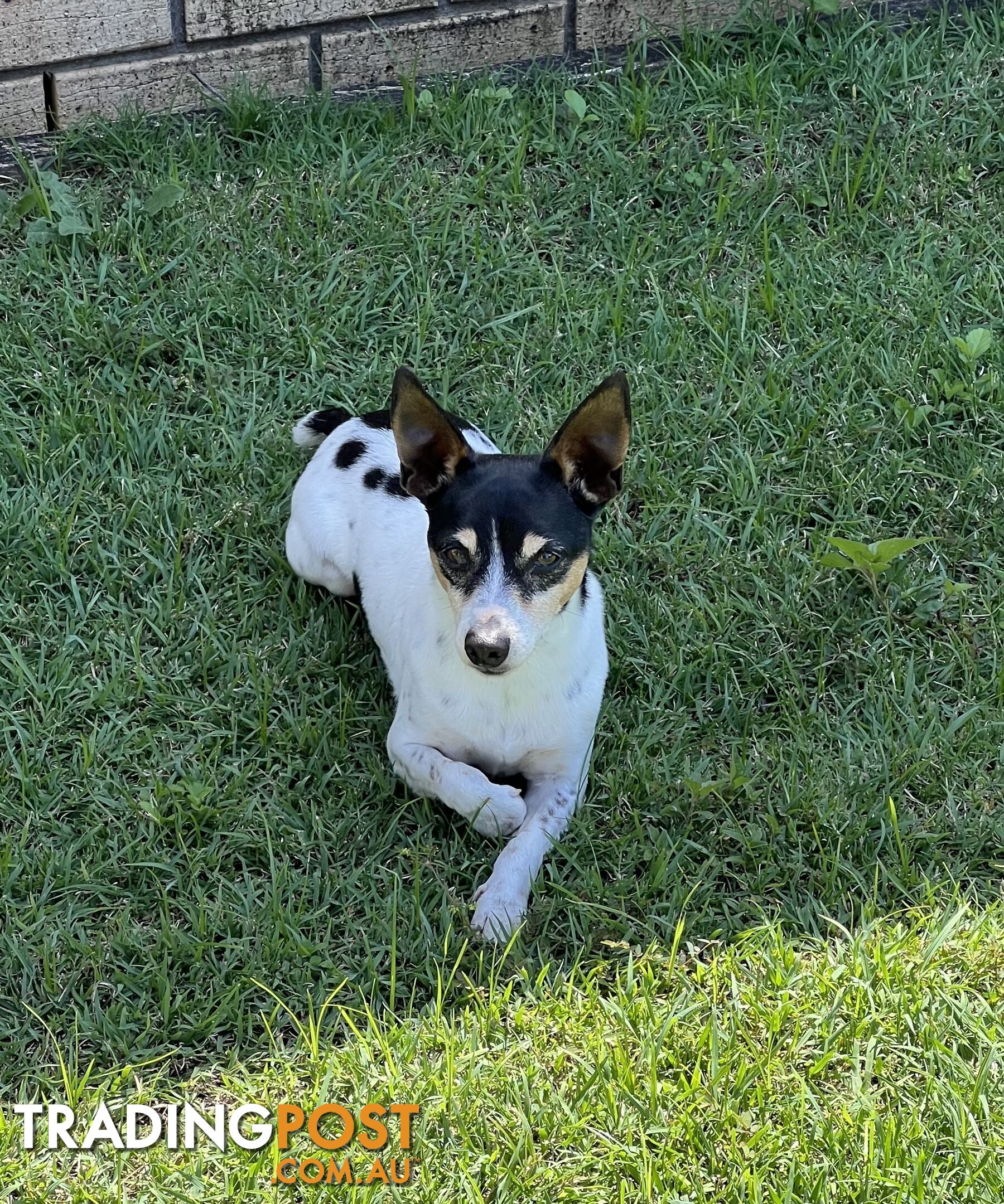 Re homing Male Mini Foxy 7 years old.