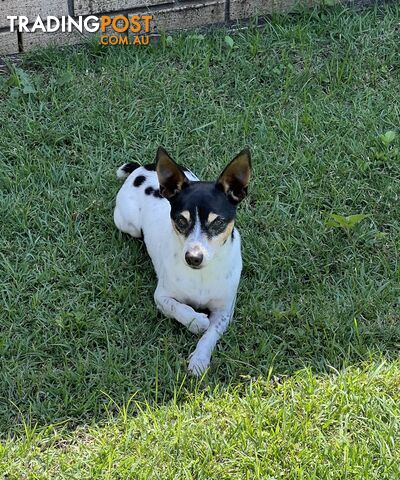 Re homing Male Mini Foxy 7 years old.