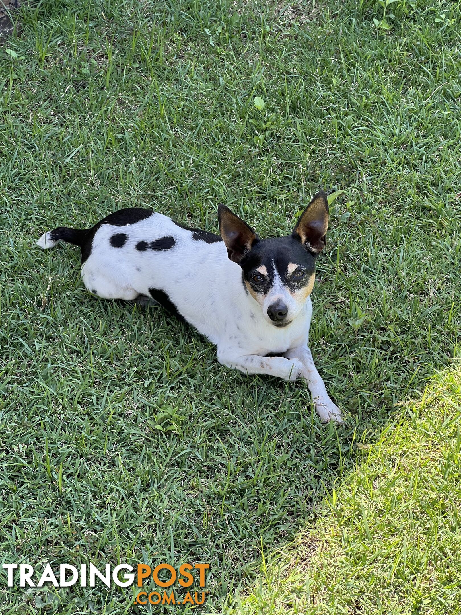 Re homing Male Mini Foxy 7 years old.