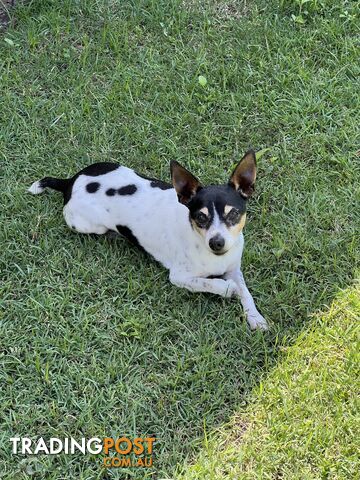 Re homing Male Mini Foxy 7 years old.