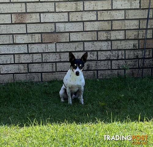 Re homing Male Mini Foxy 7 years old.