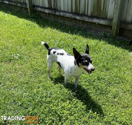 Re homing Male Mini Foxy 7 years old.