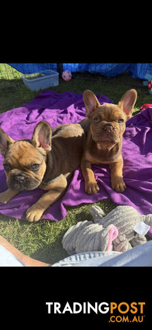 French bulldogs Purebred