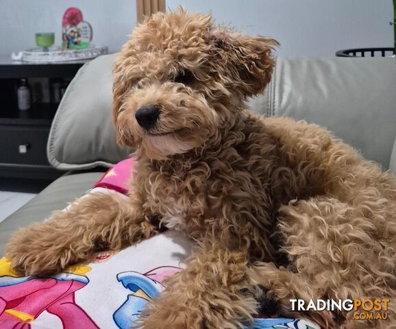 Beautiful Male Cavoodle - Rio
