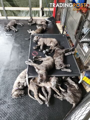 Irish Wolfhound Puppies