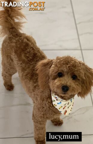 Toy poodle puppies