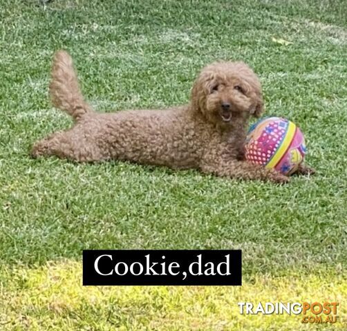 Toy poodle puppies