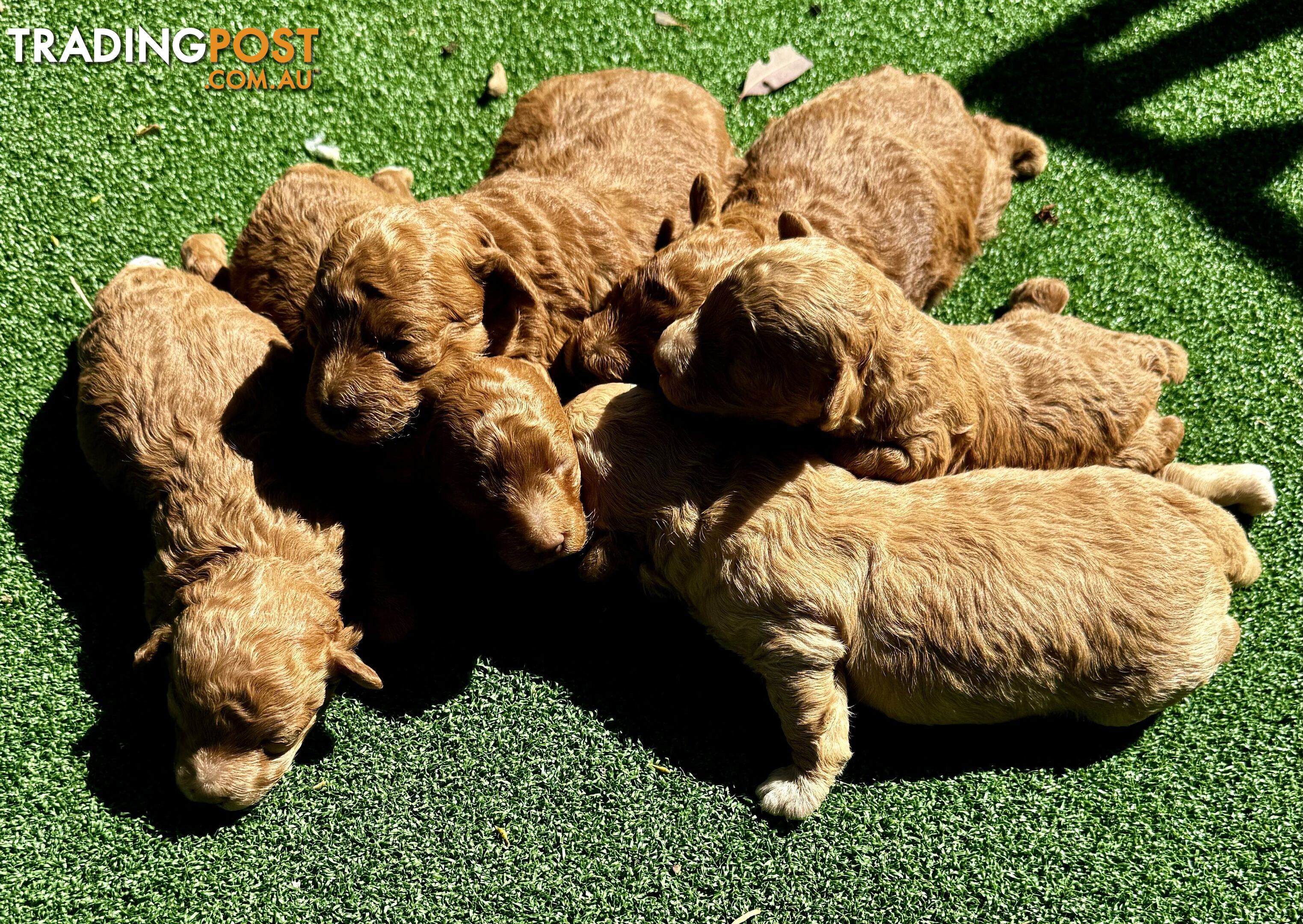 Toy poodle puppies