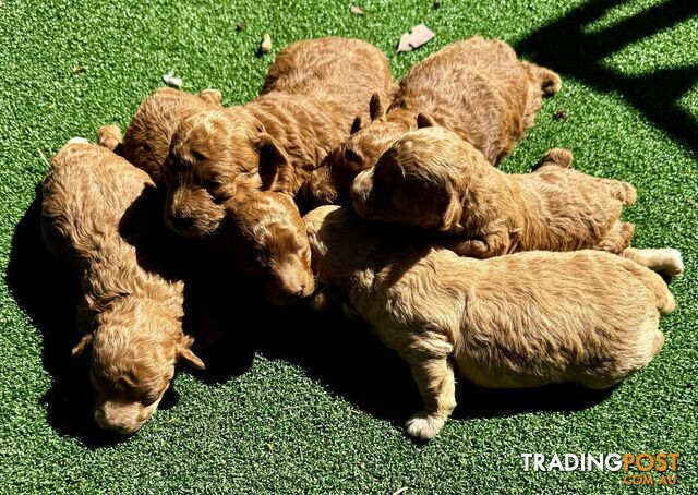 Toy poodle puppies