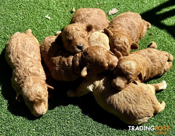 Toy poodle puppies