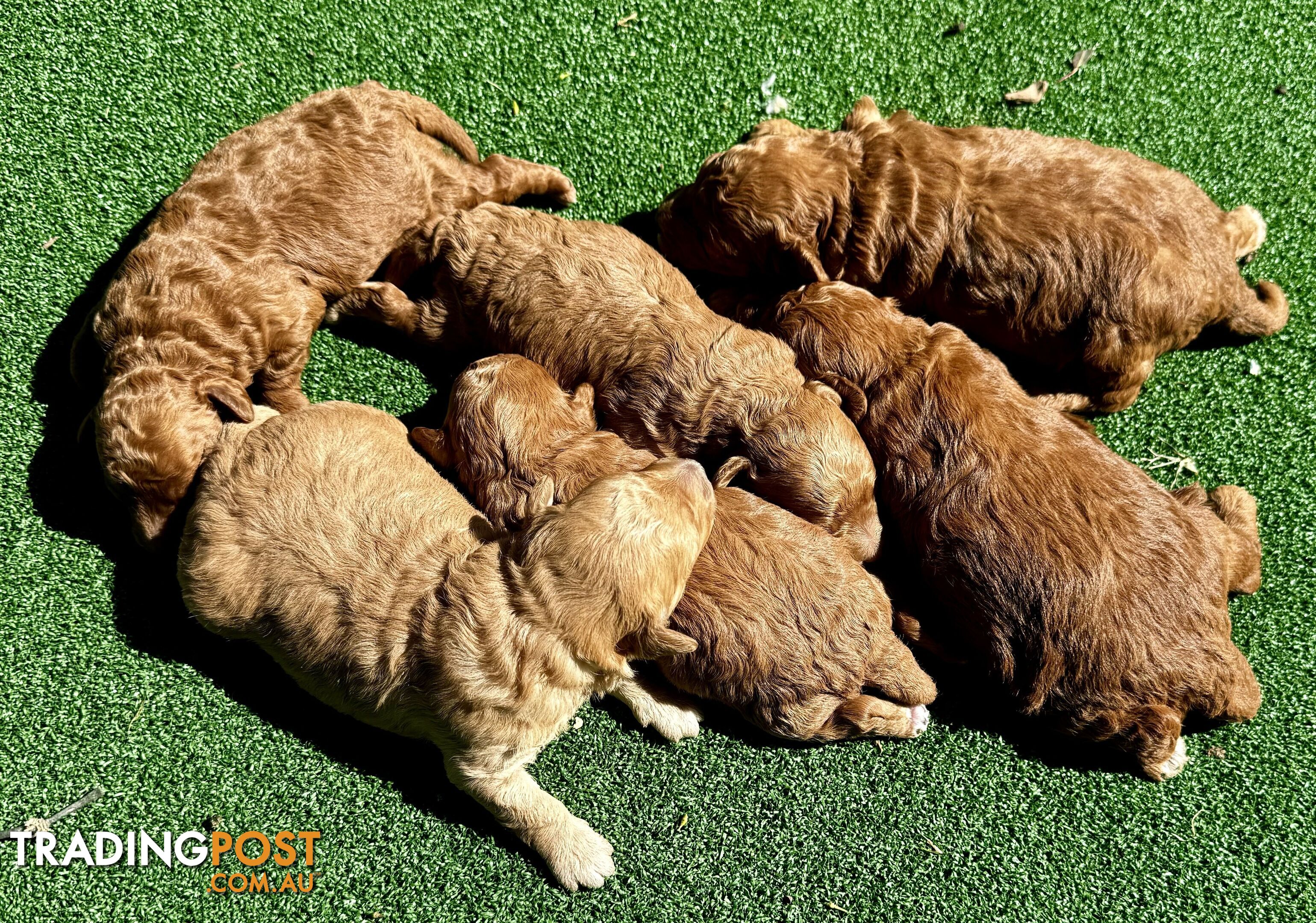 Toy poodle puppies