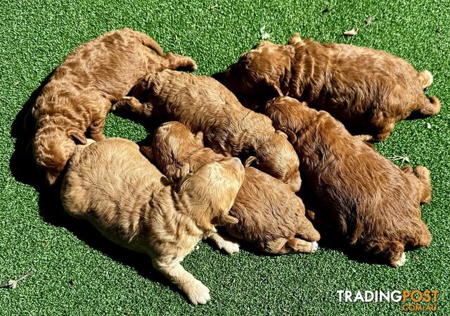 Toy poodle puppies