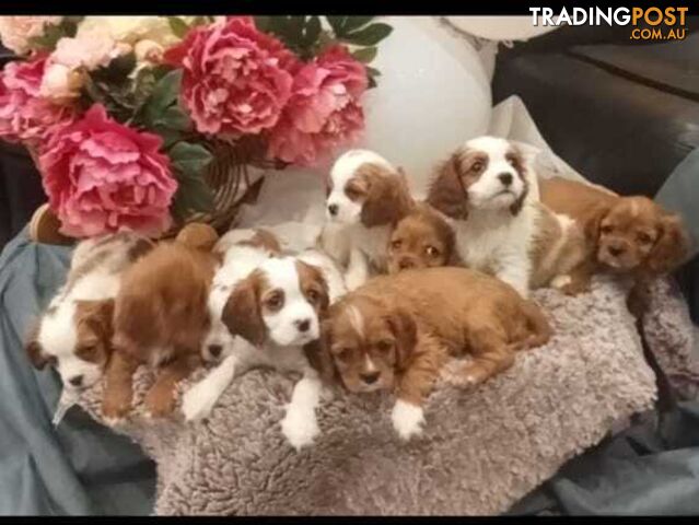 Nine Adorable King Charles Cavalier Puppies Ready for Loving Homes!