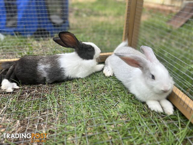 Flemish giant x New Zealand rabbits