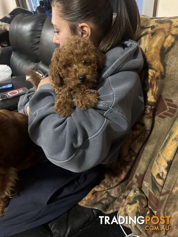 Gorgeous miniature poodle puppy girl