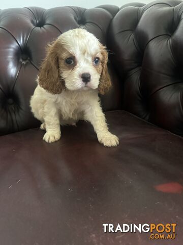 8 beautiful cavoodle puppies