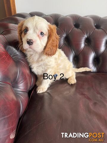 3 beautiful cavoodle puppies (READY NOW)