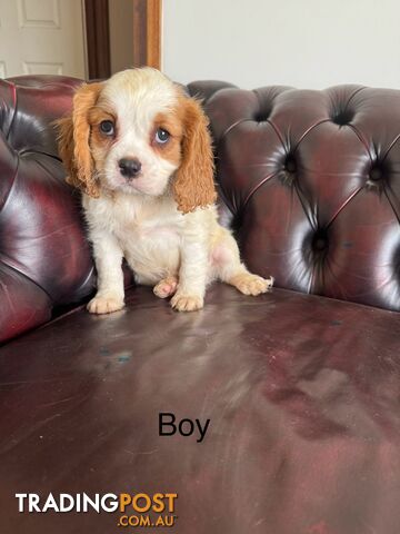 8 beautiful cavoodle puppies (READY NOW)