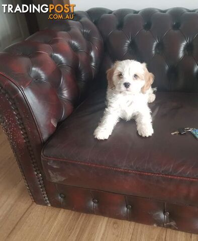 Cavoodle puppies