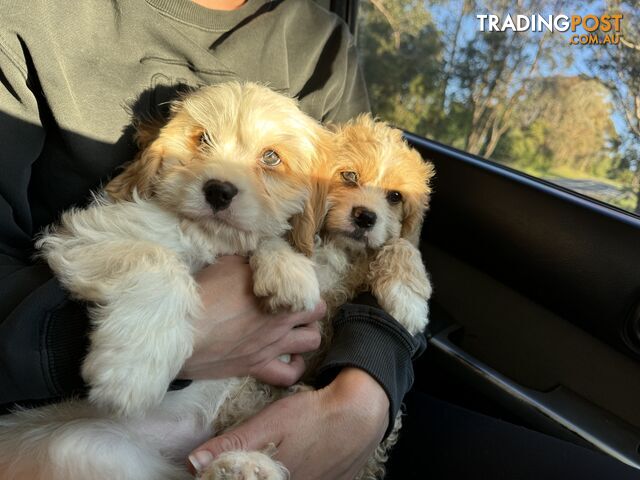 Cavoodle puppies